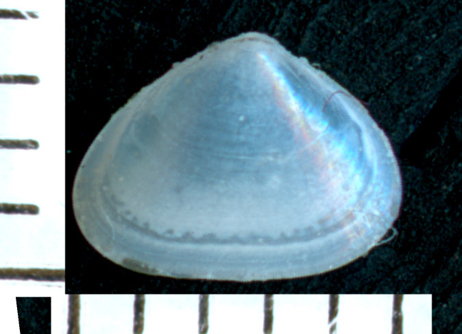 Bivalve giovane